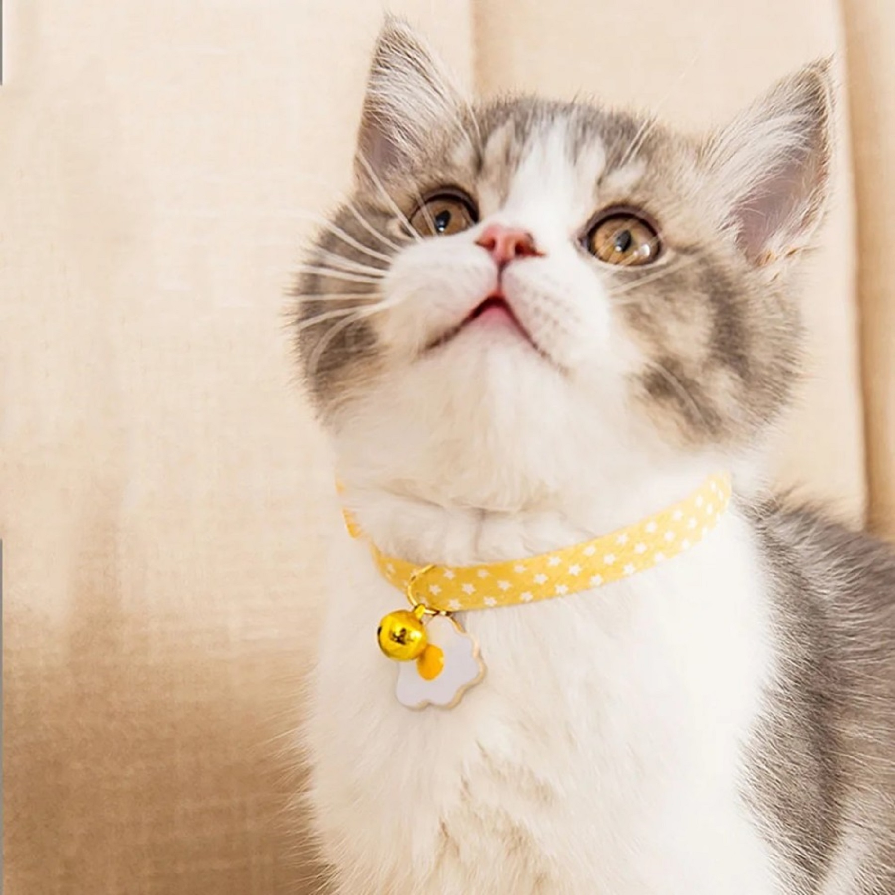 Zilli Kedi Boyun Tasması Ayarlanabilir