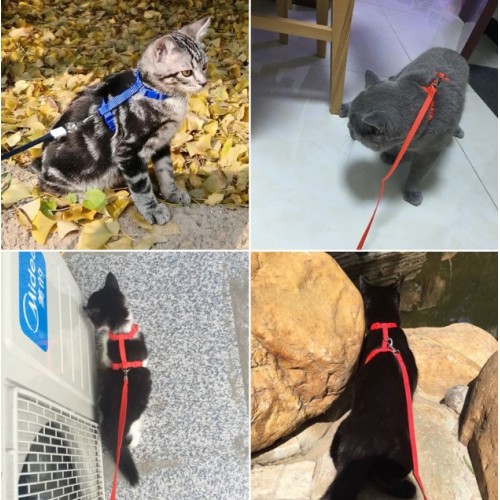 Ayarlanabilir%20Kedi%20Tasması%20120%20Cm%20(4%20Renk)