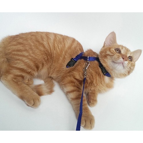 Ayarlanabilir%20Kedi%20Tasması%20120%20Cm%20(4%20Renk)